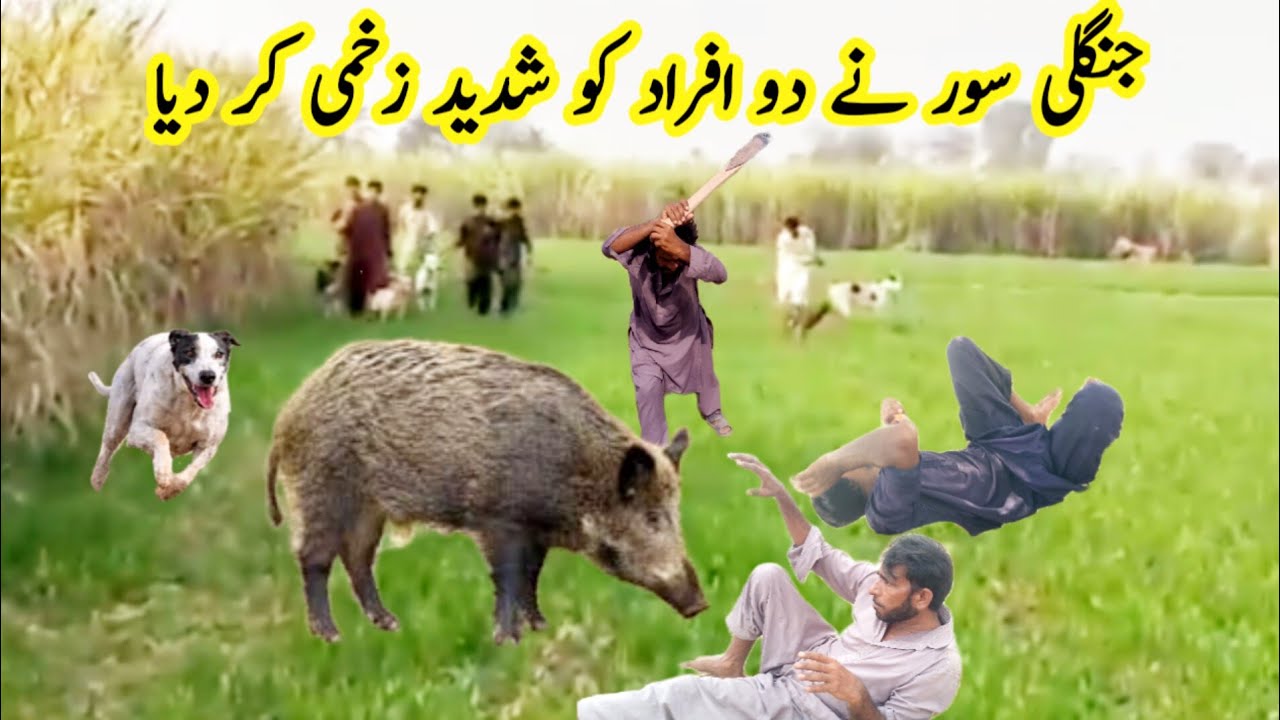 wild boar attack on man in village | wild pig hunting with dog | Huge Boar Hunting In The Mountains