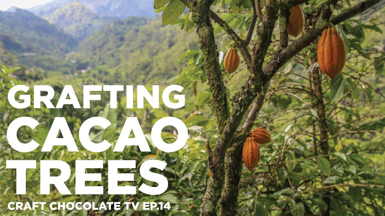 Grafting Cacao Trees: A simple demonstration with Zorzal Cacao - Episode 14 - Craft Chocolate TV