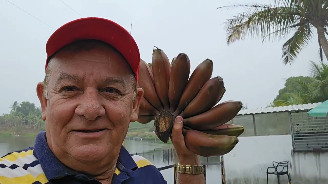 CHOVENDO E EU FAZENDO RAÇÃO DE BANANEIRA PARA AS GALINHA 