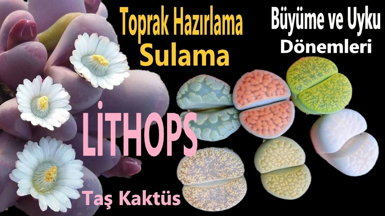 TAŞ KAKTÜS (LİTHOPS) -Bakım, Ekim, Toprak Bileşeni, Sulama, Büyüme Dönemi, Uyku Dönemi -Sukulent Tür
