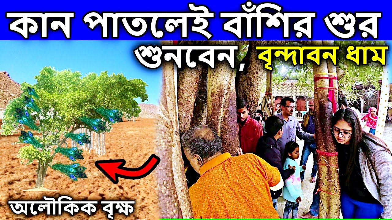 বৃন্দাবন দর্শন, vrindavan, কান পাতলেই বাঁশির শুর শুনবেন এই বৃক্ষে। বৃন্দাবন ভ্রমণ, মথুরা ধাম,