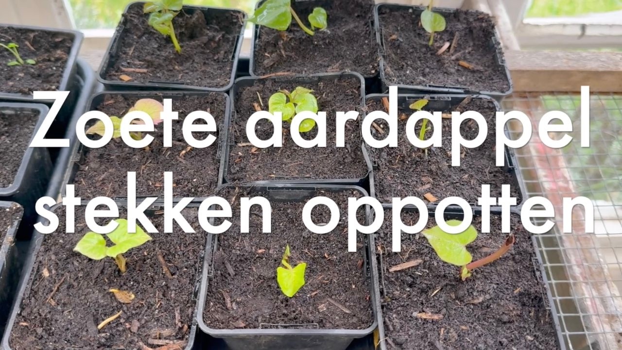 Ini's Moestuin #273 April: zoete aardappelstekken oppotten, tomaten verspenen, wortelzaad voorkiemen