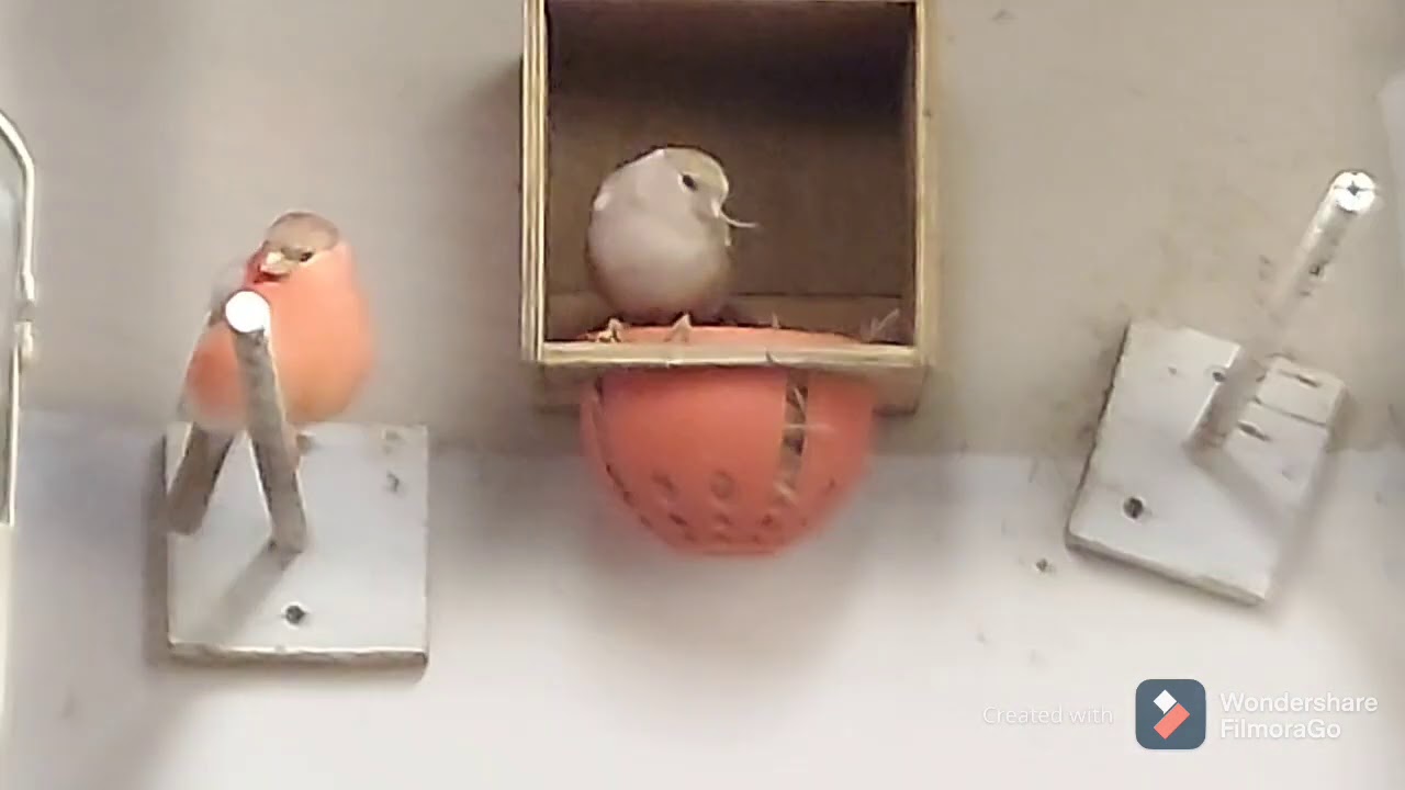 Chardonnerets,canaris suivit préparation et visite chez un couple d'amis éleveurs