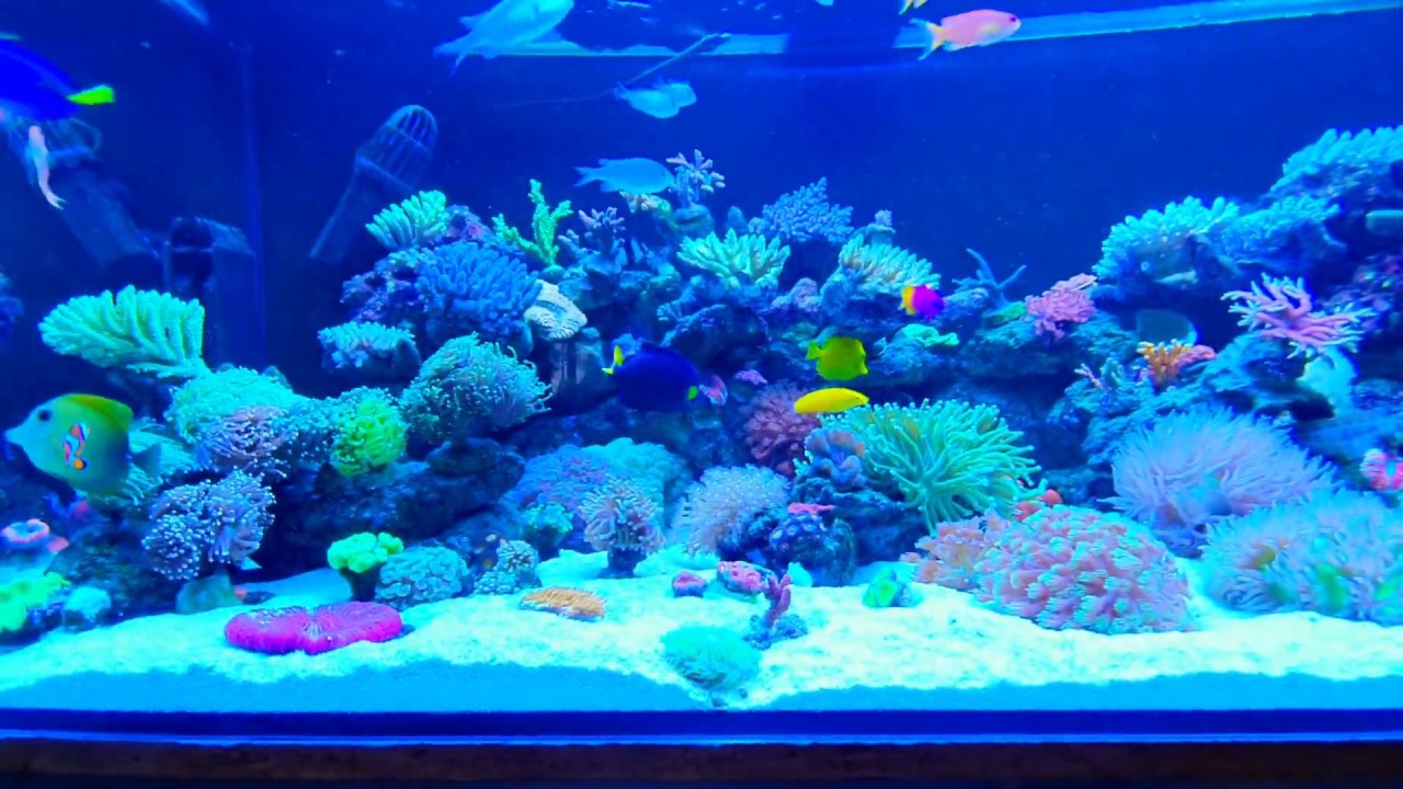 Akwarium morskie opis filtracji reef tank 250 gal sump