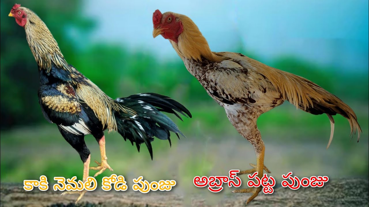 #KVR BREEDS#7093347812#peru cross chicks#rich watam chicks#patta punju#birds#chicken#viral