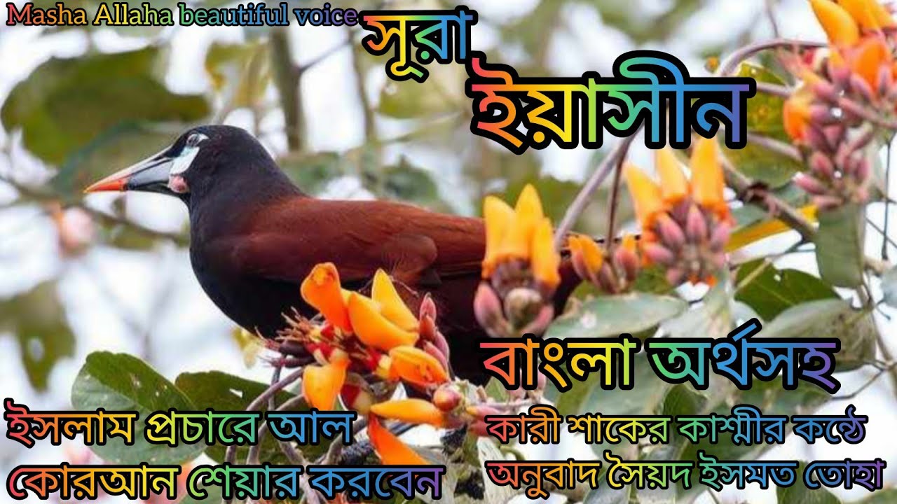সূরা ইয়াছিন বাংলা অর্থসহ শ্তনে অন্তর জুড়ে যায় ভিন্ন কন্ঠের বাংলা অনুবাদ শ্রেষ্ট কারী শাকের কাশ্মী