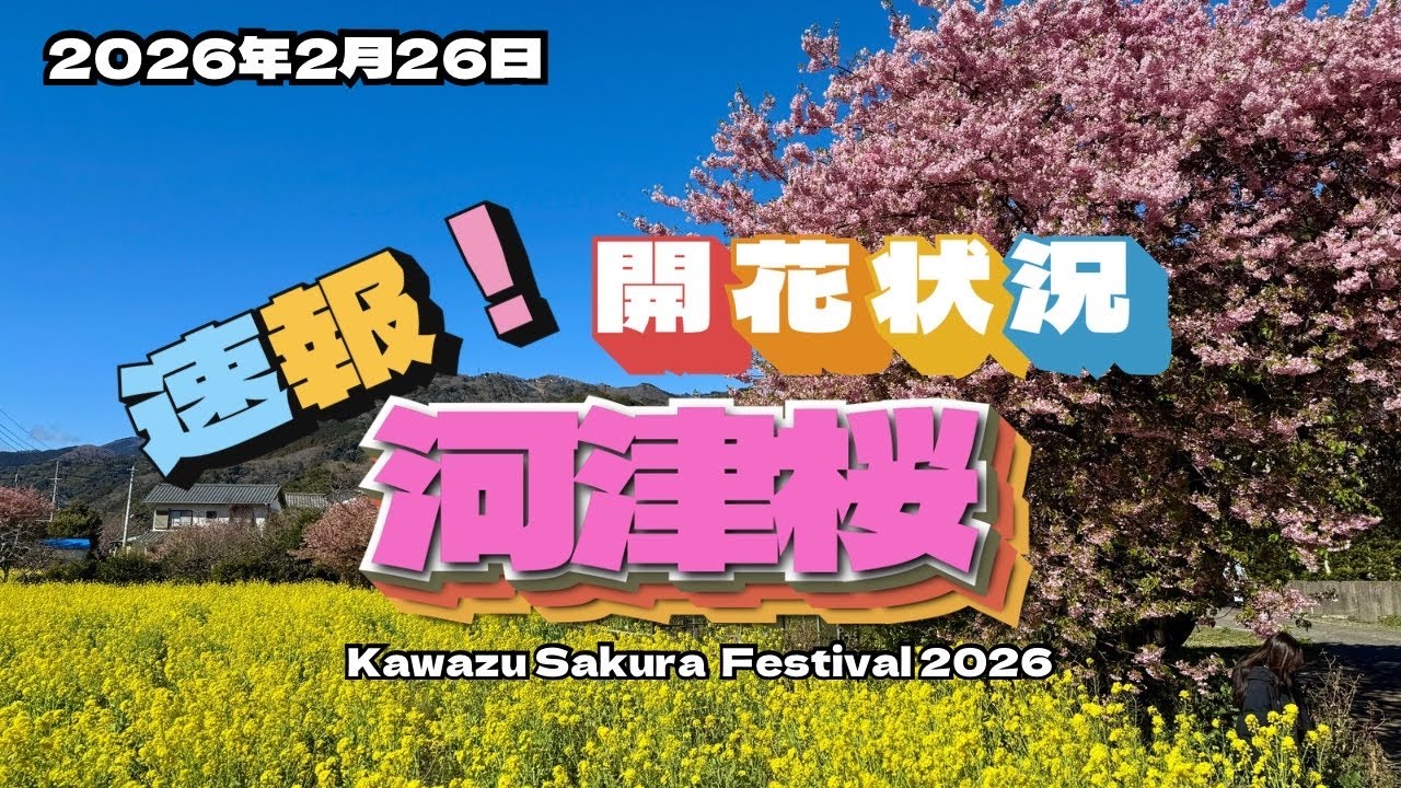 「速報！」2026年2月26日 河津桜開花状況！見頃は過ぎて散り始めてます..