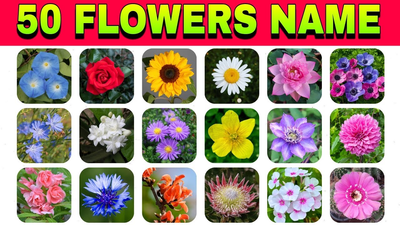 Flowers Vocabulary | 50 Common Flowers Name In English With Pictures | List Of Flowers
