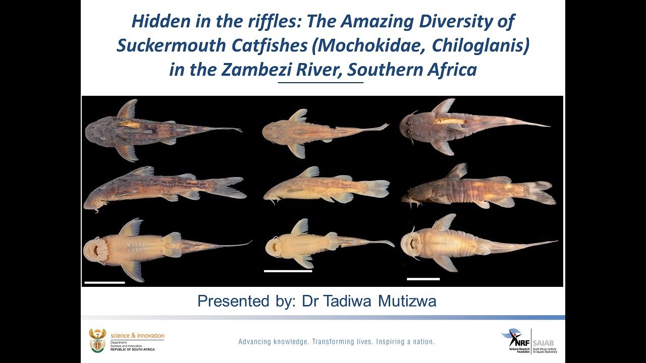 SAIAB Seminar Series: Dr Tadiwa Mutizwa