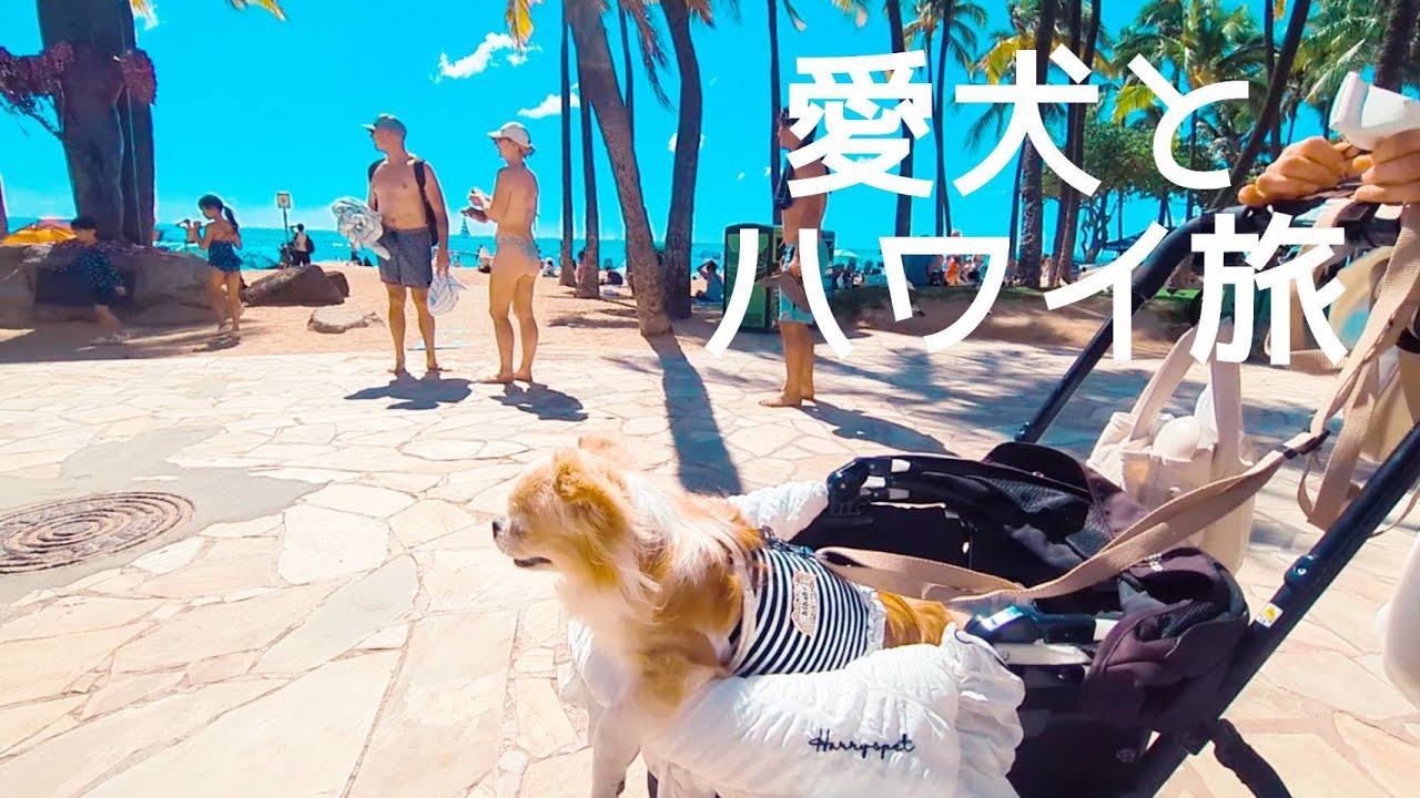 【愛犬と夢のハワイへ 前編】初めての海外旅行で一生の思い出を作ってみた