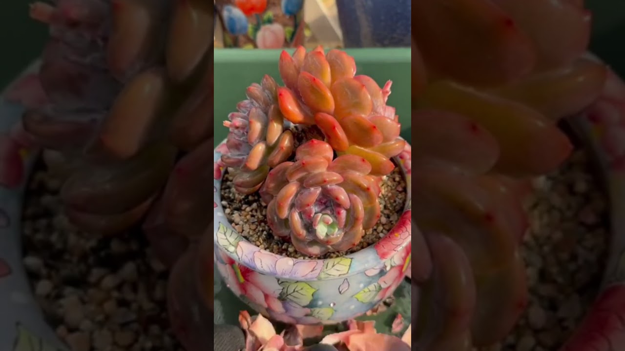 What Happens to Succulents After Months Indoors? A Full Breakdown
