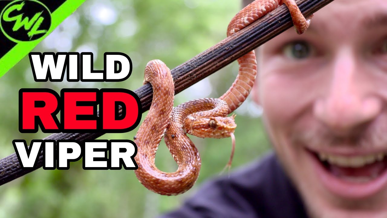 WILD RED VIPER!!!