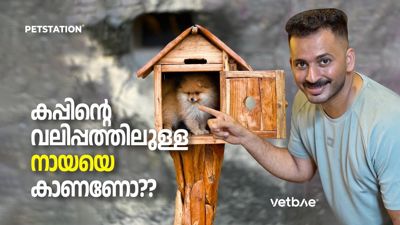 ചായക്കപ്പിന്റെ വലുപ്പമുള്ള നായയെ കണ്ടിട്ടുണ്ടോ?? ആനയുടെ ചായക്കപ്പ് ആവും അല്ലേ?😃 Teacup Pomeranian 