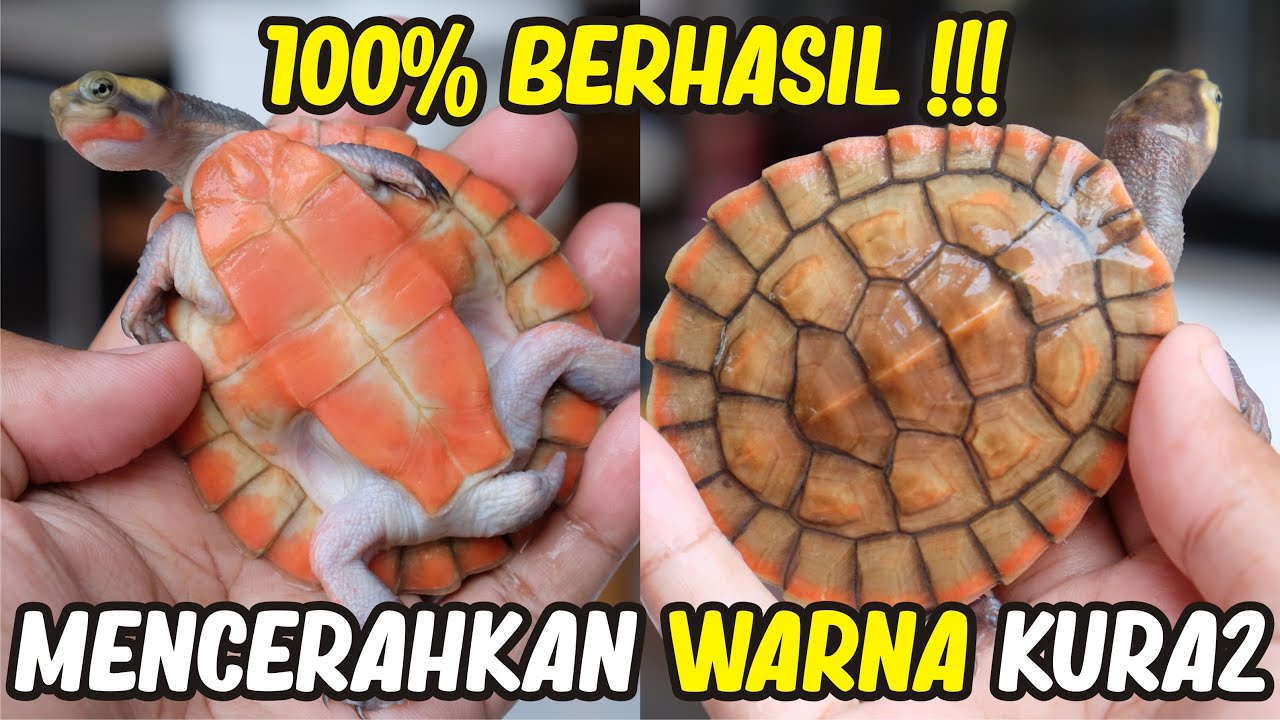 CARA MENCERAHKAN WARNA KURA KURA AIR - AMPUH DAN TERBUKTI !!!