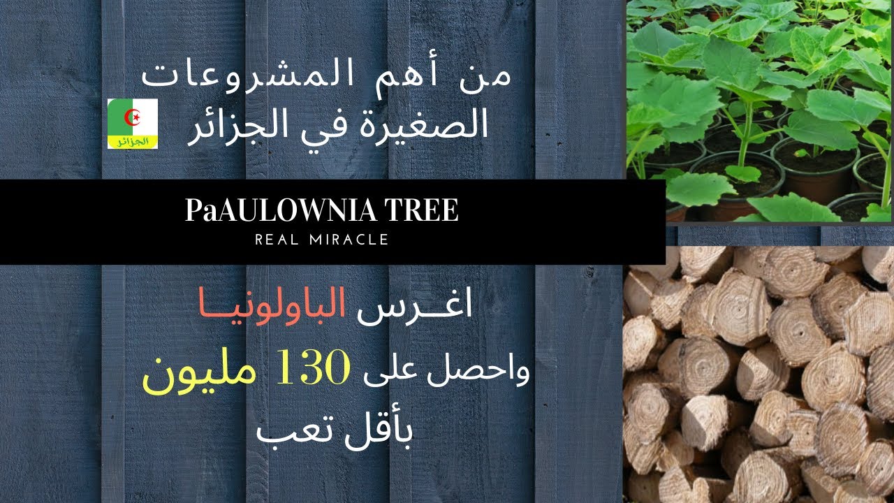 اغرس الباولونيا في الجزائر ,,,, واربح 130 مليون بأقل تعب !!! Paulownia Algérie #عشر_دقائق_زراعة