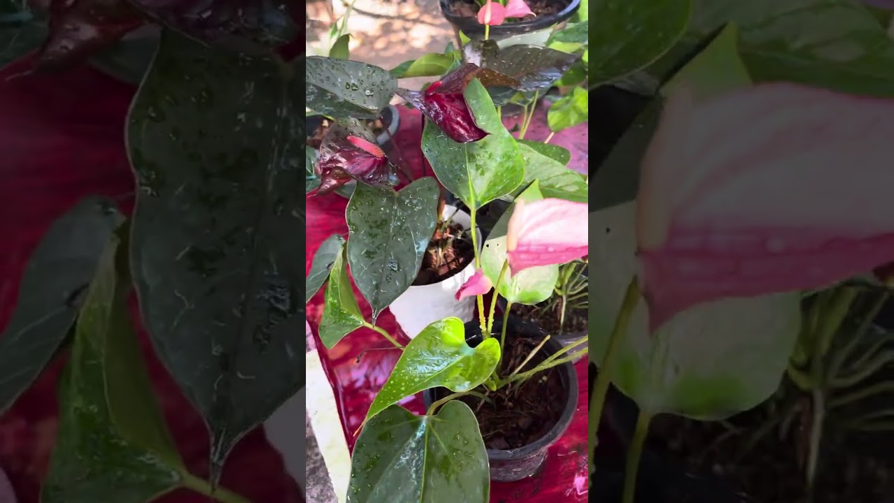 ඔන්න තෑගිත් එක්ක වාසියක් 