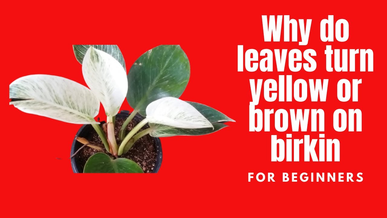 || WHY DO PHILODENDRON BIRKIN LEAF TURN YELLOW OR BROWN ||