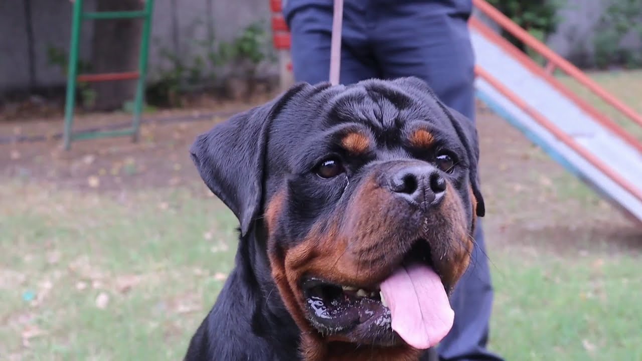 SHOW QUALITY ROTTWEILER PUPPIES IN INDIA | BAHUGUNA’S DEN KENNEL | SCOOBERS