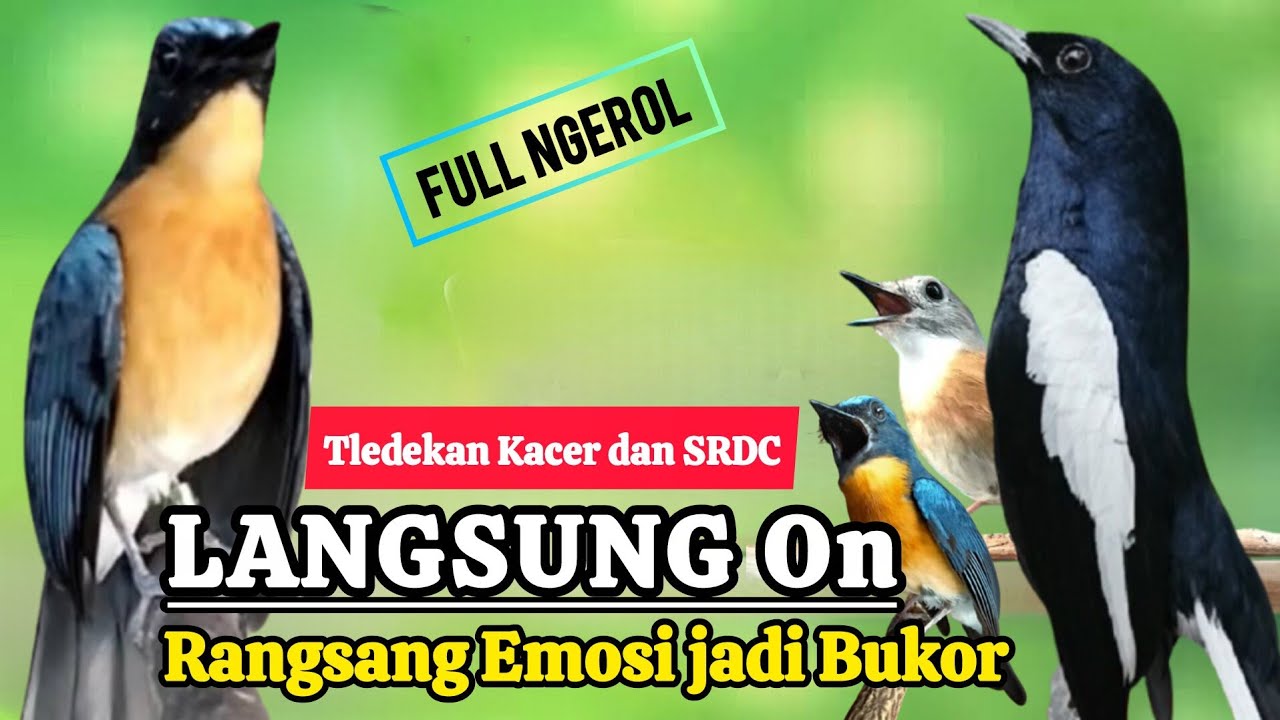 TERBUKTI AMPUH, MERANGSANG EMOSI TLEDEKAN GUNUNG, SRDC DAN KACER