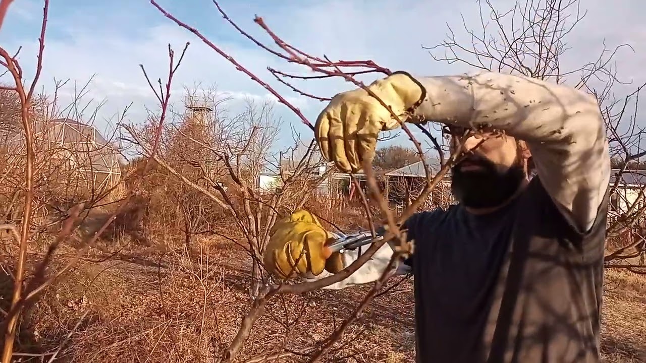 Como podar frutales en 10 minutos