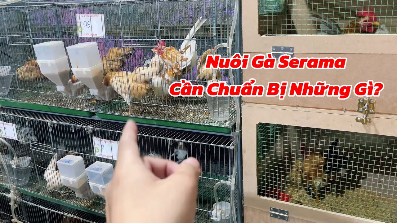 Bắt Đầu Nuôi Gà Serama - Cần Chuẩn Bị Những Gì?