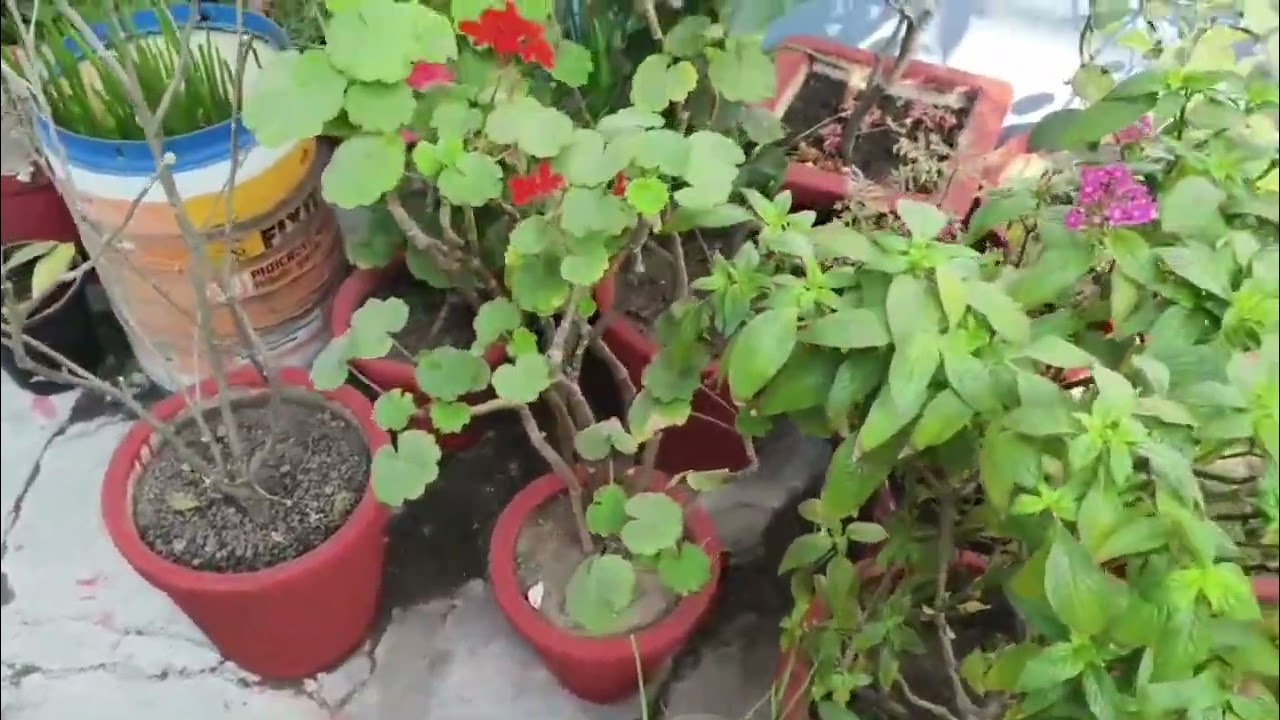 हमारी बागवानी के गमले में  पेंट का काम चलता हुआ