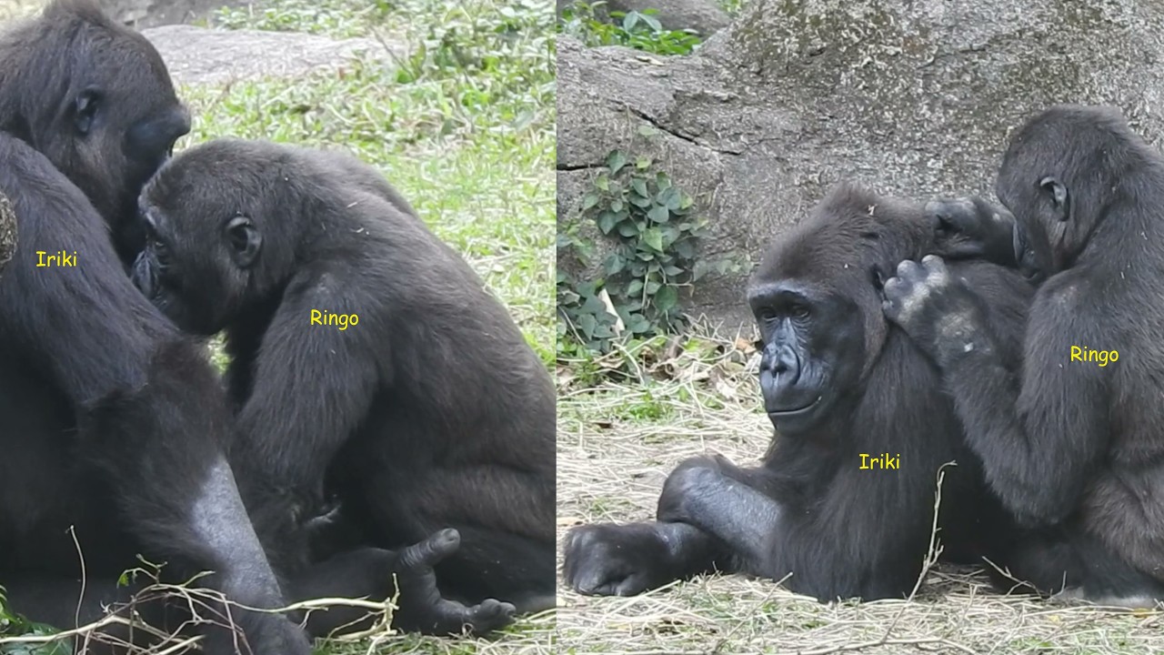 Gorilla D'jeeco family午餐。撿菜/Ringo喝奶。幫mom理毛/Iriki警戒Ringo關心/Tayair叫Iriki午睡.喬午睡位置 2026-2-26 11:48-13:13