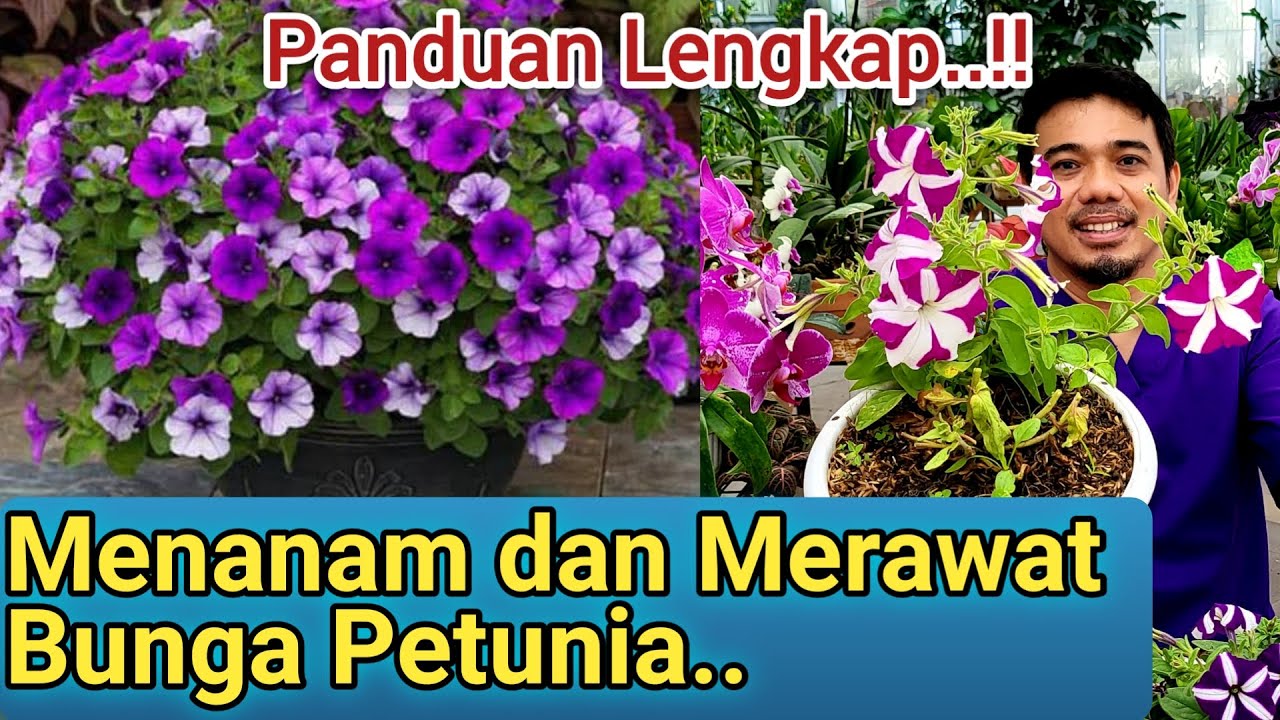 Panduan Lengkap.! Merawat dan Menanam Bunga Petunia, Merawat Bunga Petunia Agar Rajin Berbunga..!
