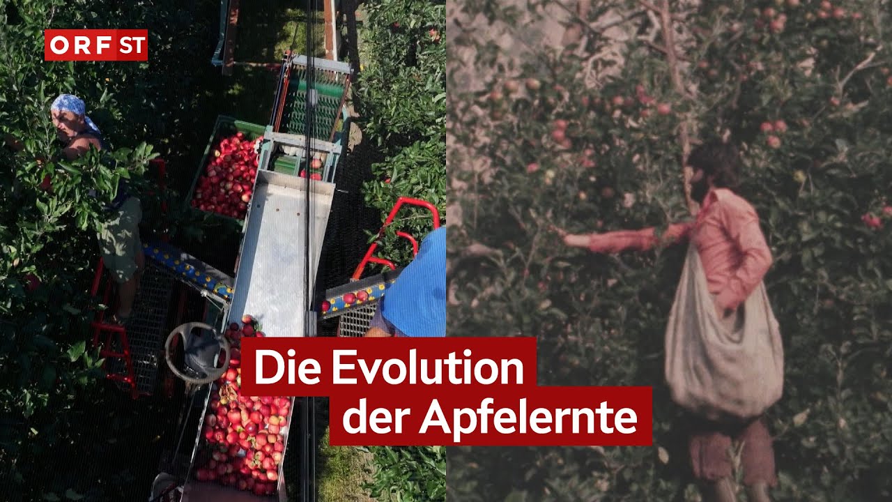 Rückblende: Vom Tschaggl zur Technik in den Apfelwiesen | Südtirol heute vom 01.09.2025