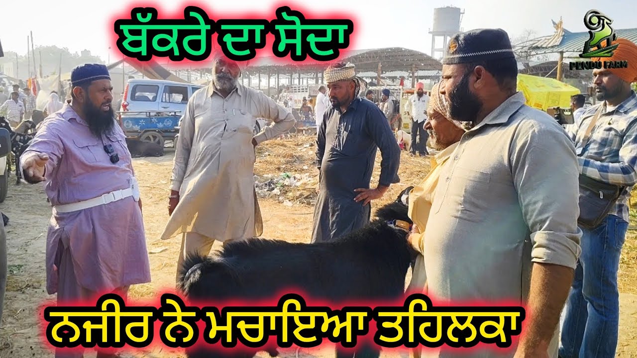 ਬੱਕਰੇ ਦਾ ਸੋਦਾ @PenduFarm #live_sauda #goatfarm #bakramandi #bakrimela @goatstar94 @RajuGoatFarm 