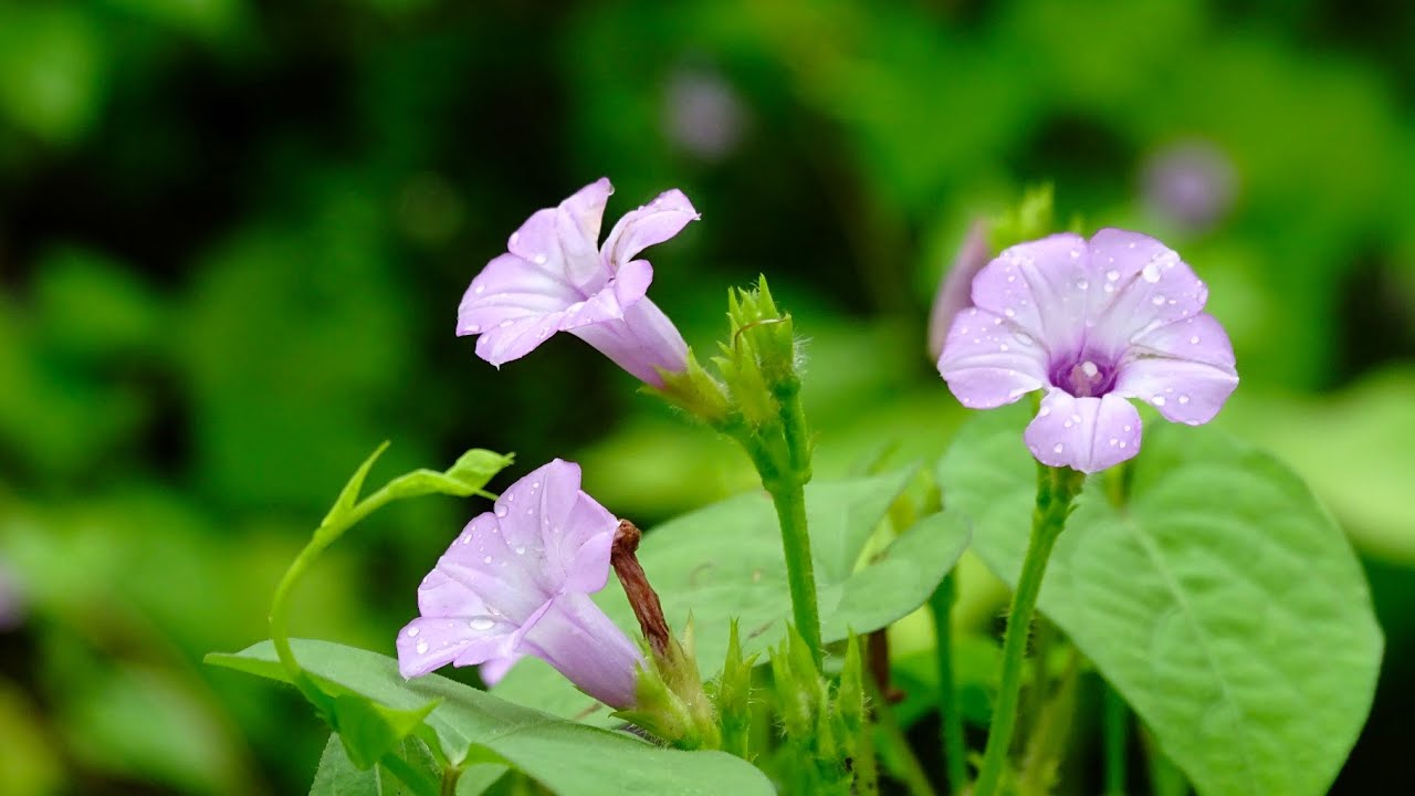 Wild flower, birds chirping, village background