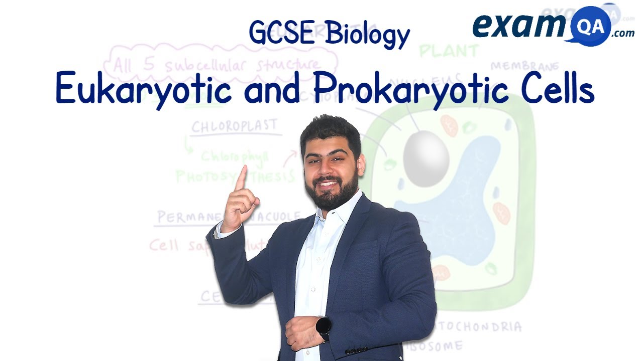 Eukaryotic and Prokaryotic Cells | GCSE Biology
