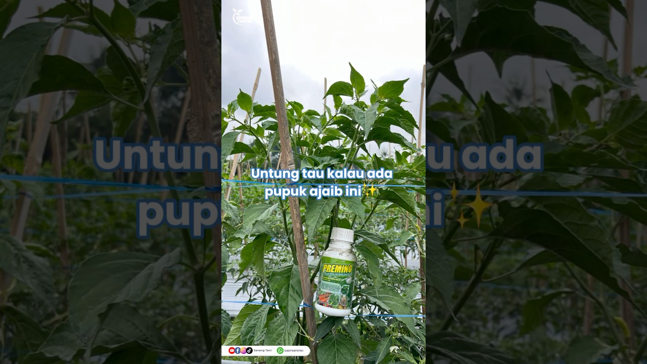 Pupuk ajaib biar tanaman subur #asamamino #premino #poc #pupuk #cabai #petani #petanicabe