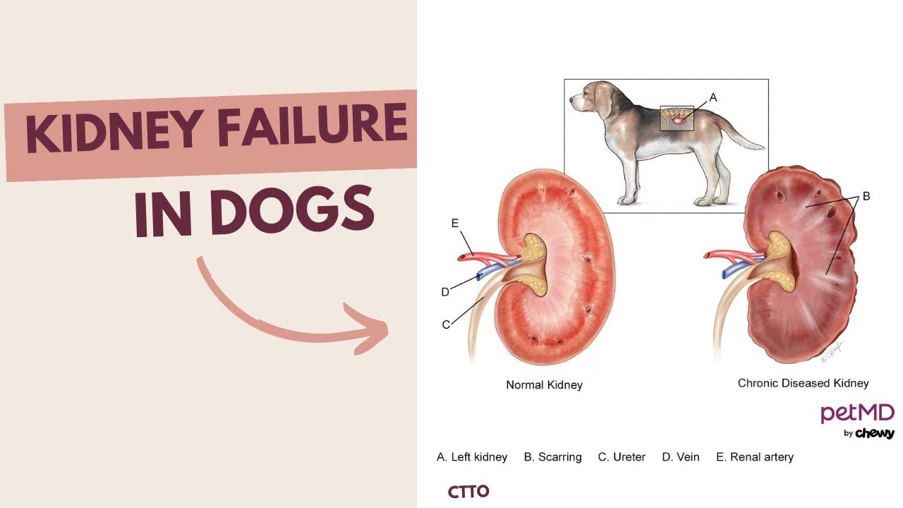 KIDNEY FAILURE IN DOGS