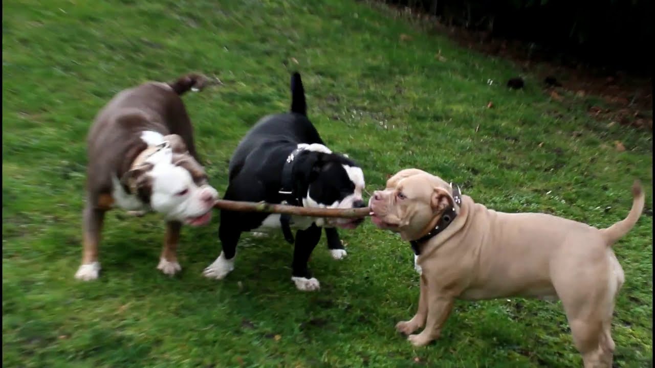 Kampf um den Stock | Old English Bulldog, OEB, Olde English Bulldog