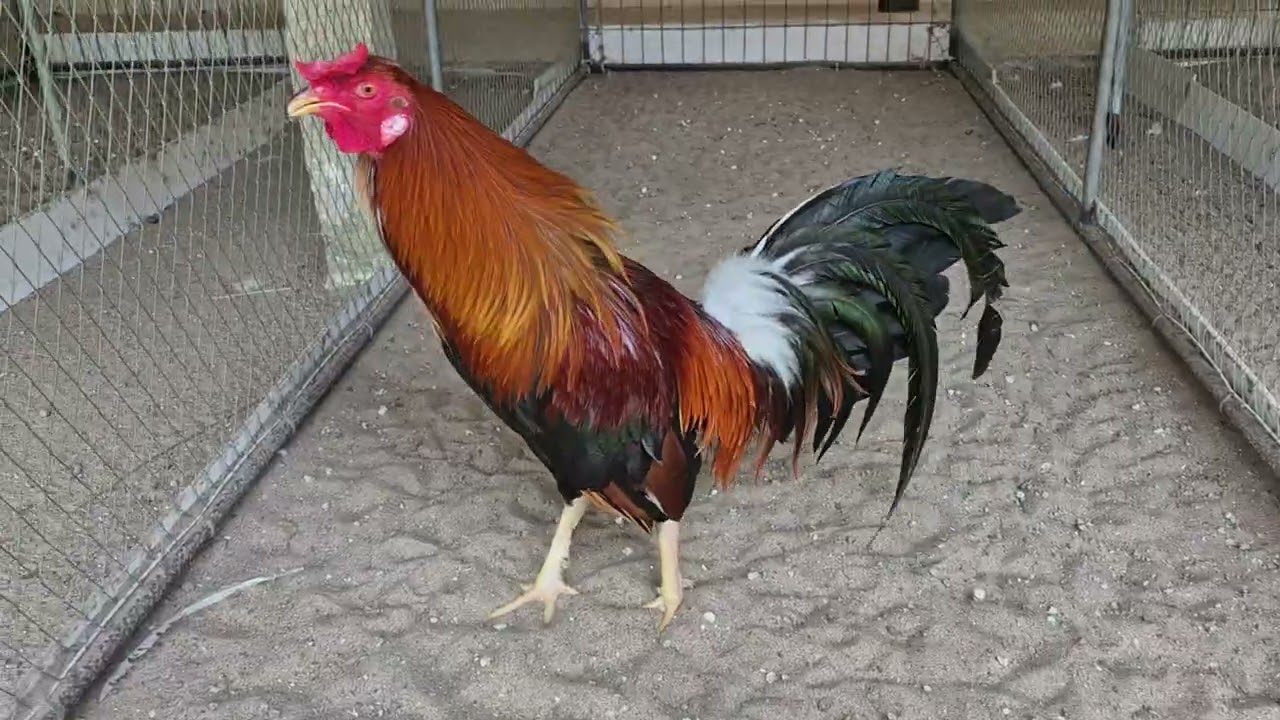 1 số mẫu gà mỹ ae tham khảo