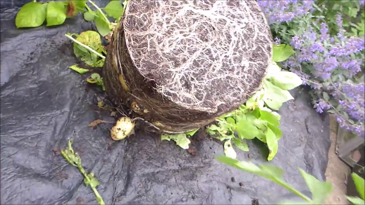 Our first potato reveal - Arron Pilots grown in a pot