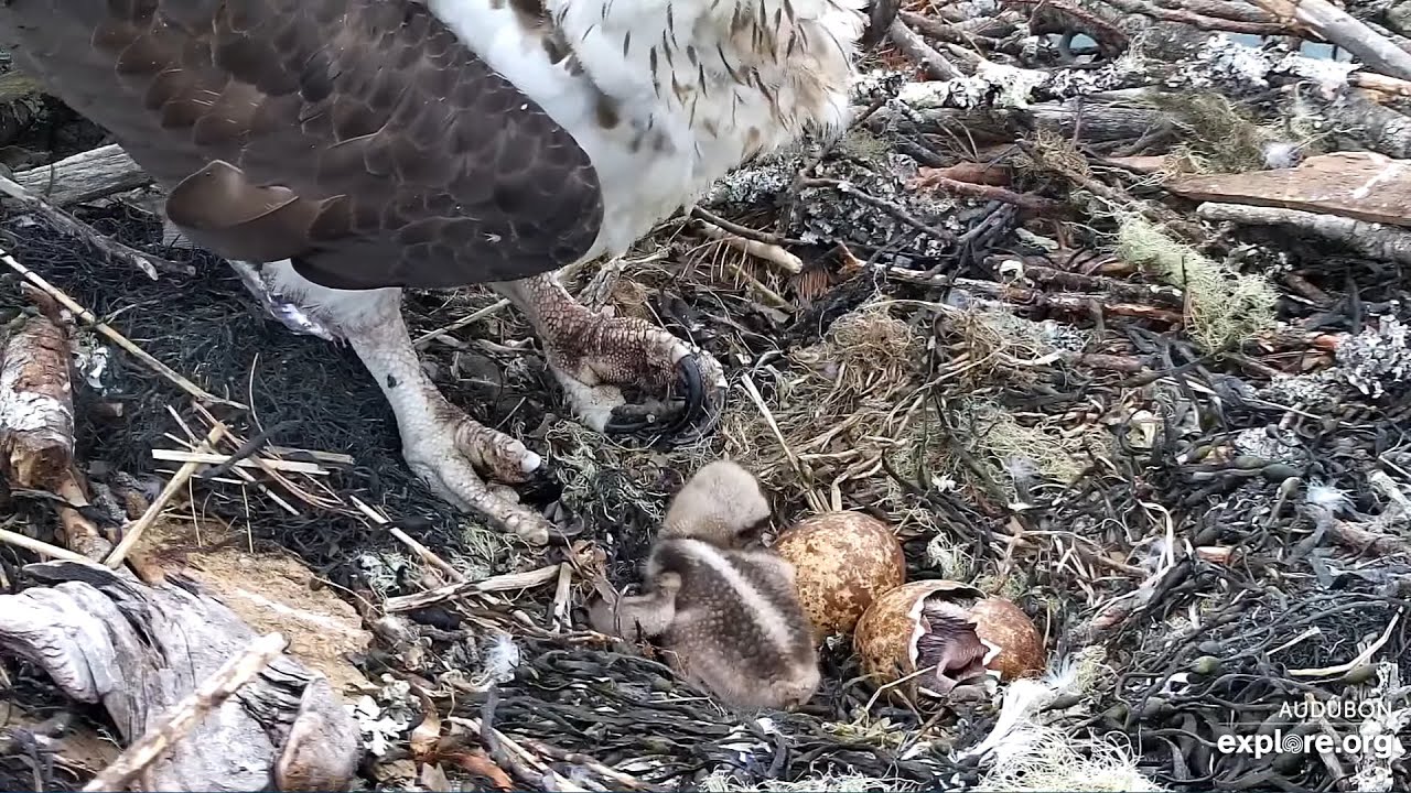 Dory and Skiff's 2nd Osplet hatched at 9:18 am 🐣🐣🥚 - Audubon Boathouse Nest/explore.org - 2024 06 18