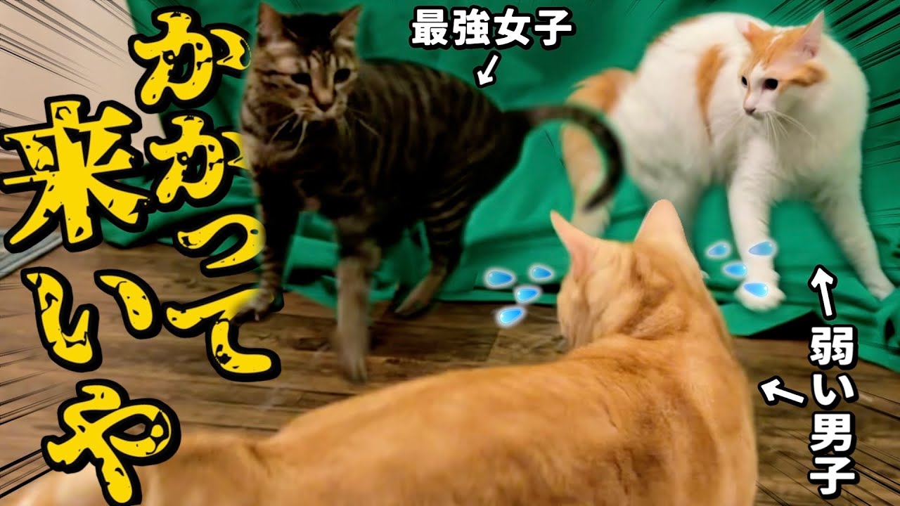 【男子ピンチ】最強姉貴に煽られて猫たちが次々に威嚇し合い大変なことに…。