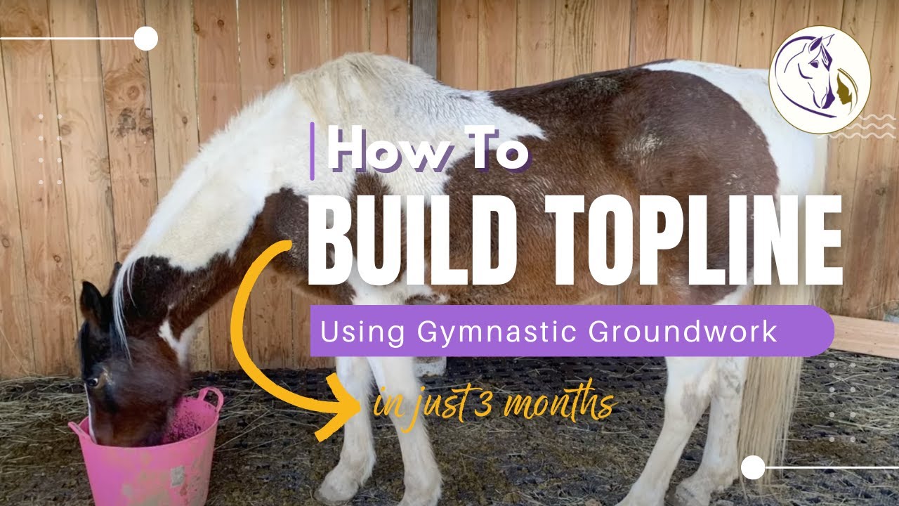 How to Build Your Horse's Topline with Groundwork in 3 Months CASE STUDY and EXERCISES