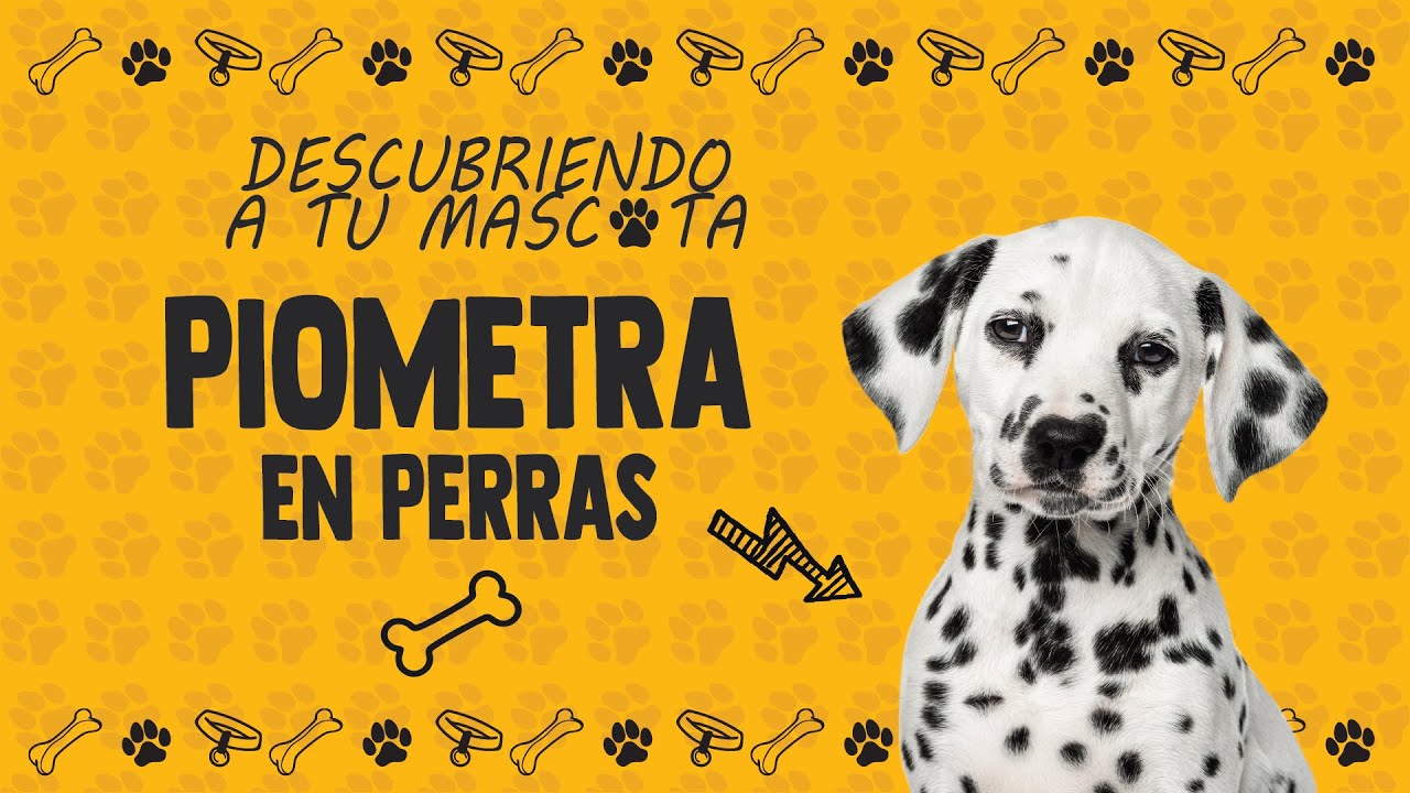 🔥 Piometra en perros: síntomas, tratamiento y prevención | ¡Salva la vida de tu mascota!