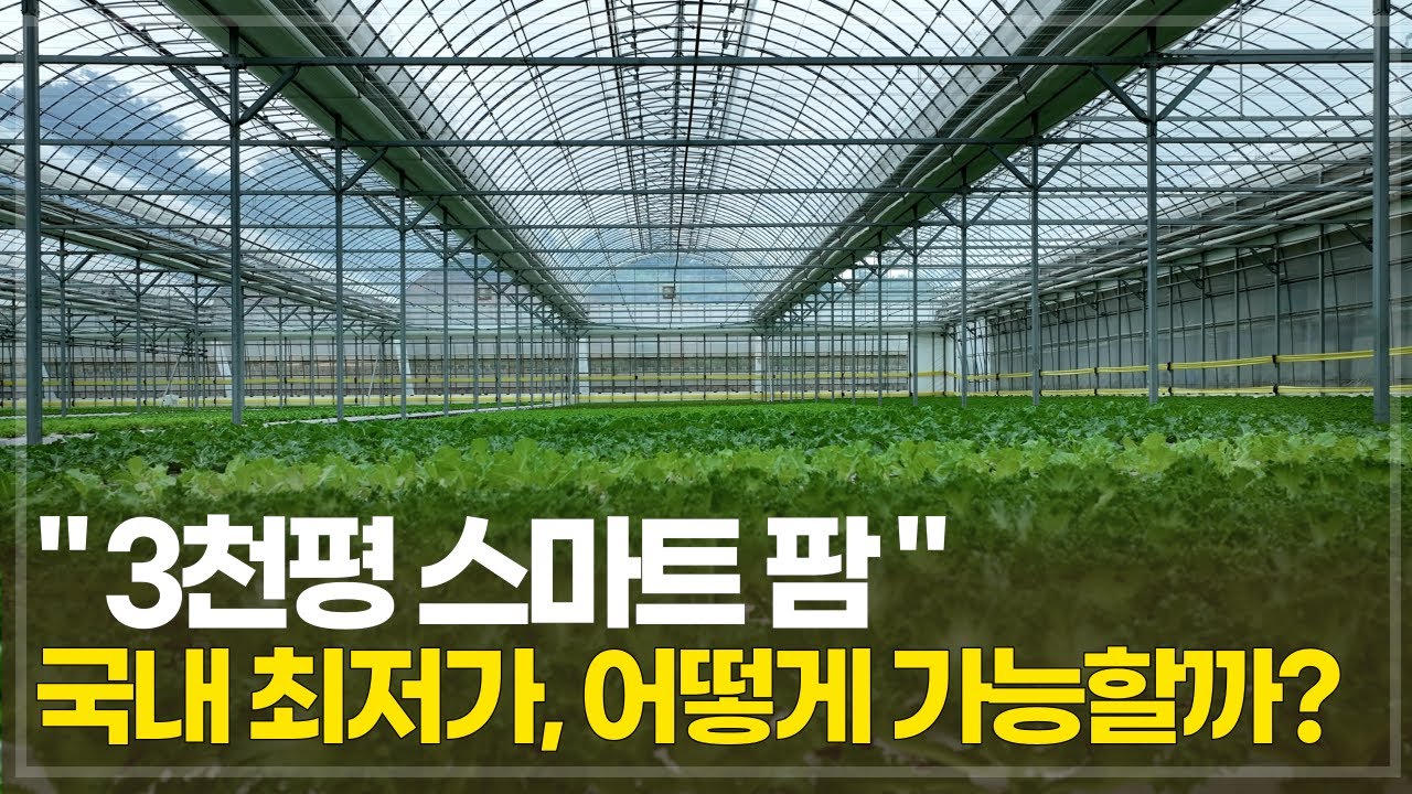 유럽 상추 최저가 판매의 비밀! 품질과 가격 둘 다 잡았다.