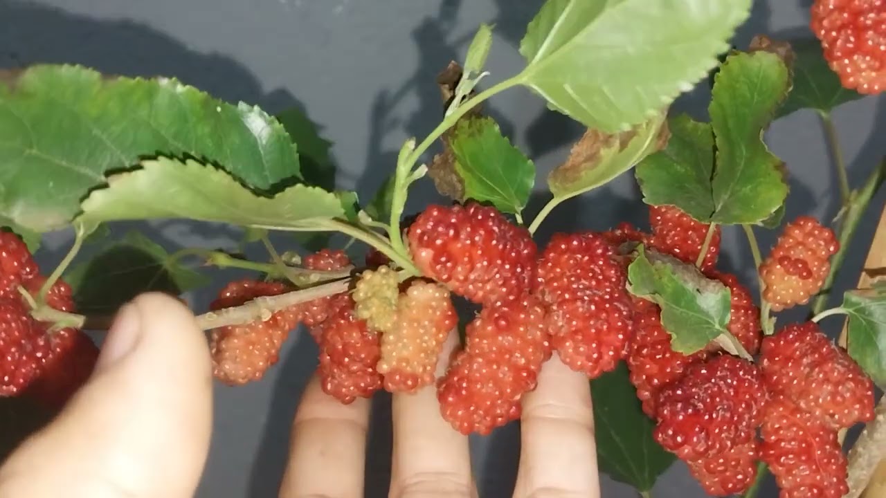 Algumas diferenças entre a amora comum,  e a amora Italiana (gigante) confiram!😃