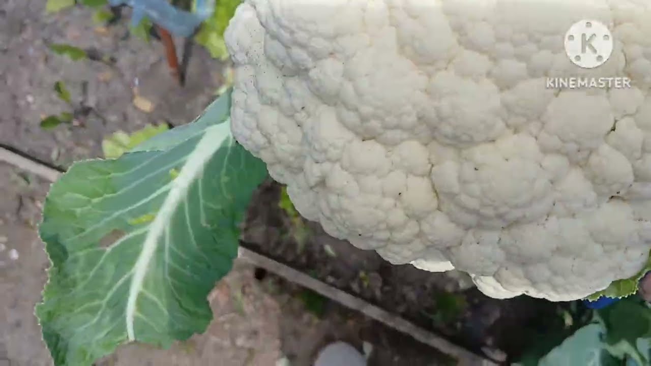 Hoy te enseño mi pequeña Huerta y Hacemos Coliflor con Papas Receta Económica 