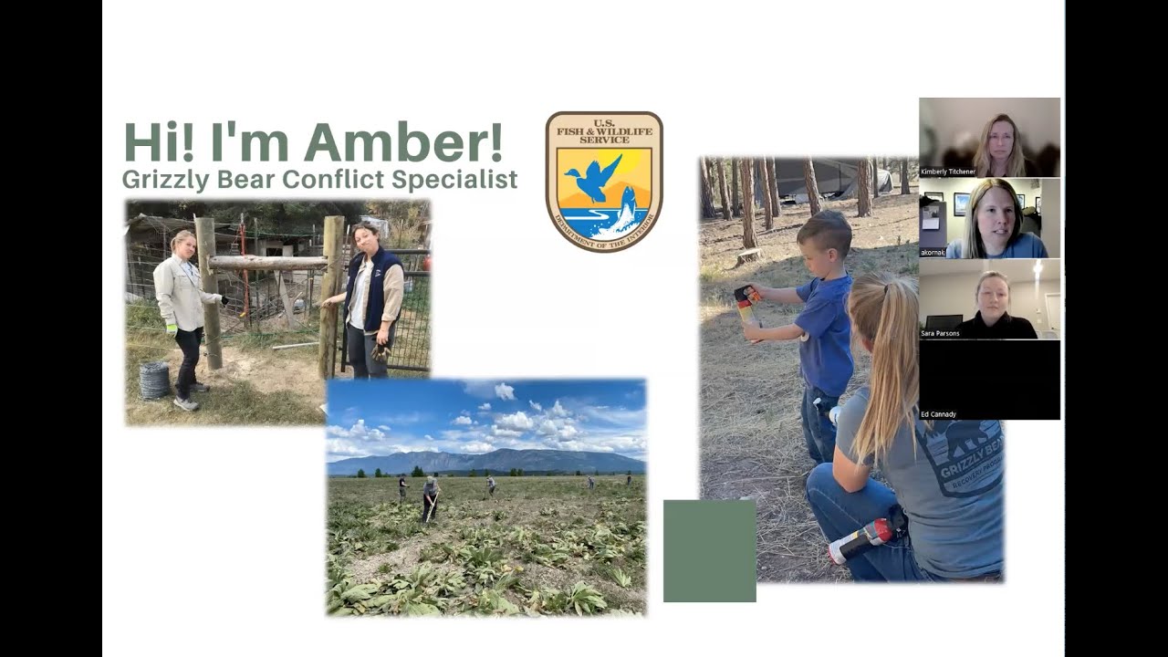Amber Kornak Bear Talk