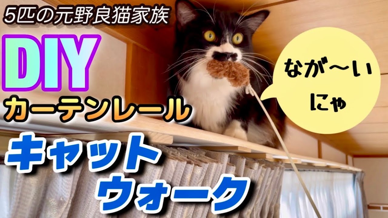 カーテンレールにキャットウォーク作ってみた！