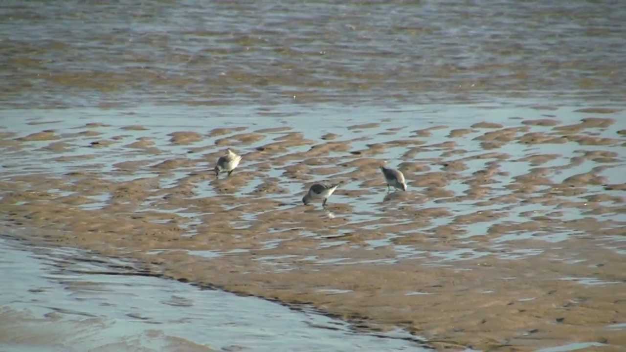 BECASSEAU Sanderling / Calibris alba / Mar&eacute;e Basse ! BRUITX