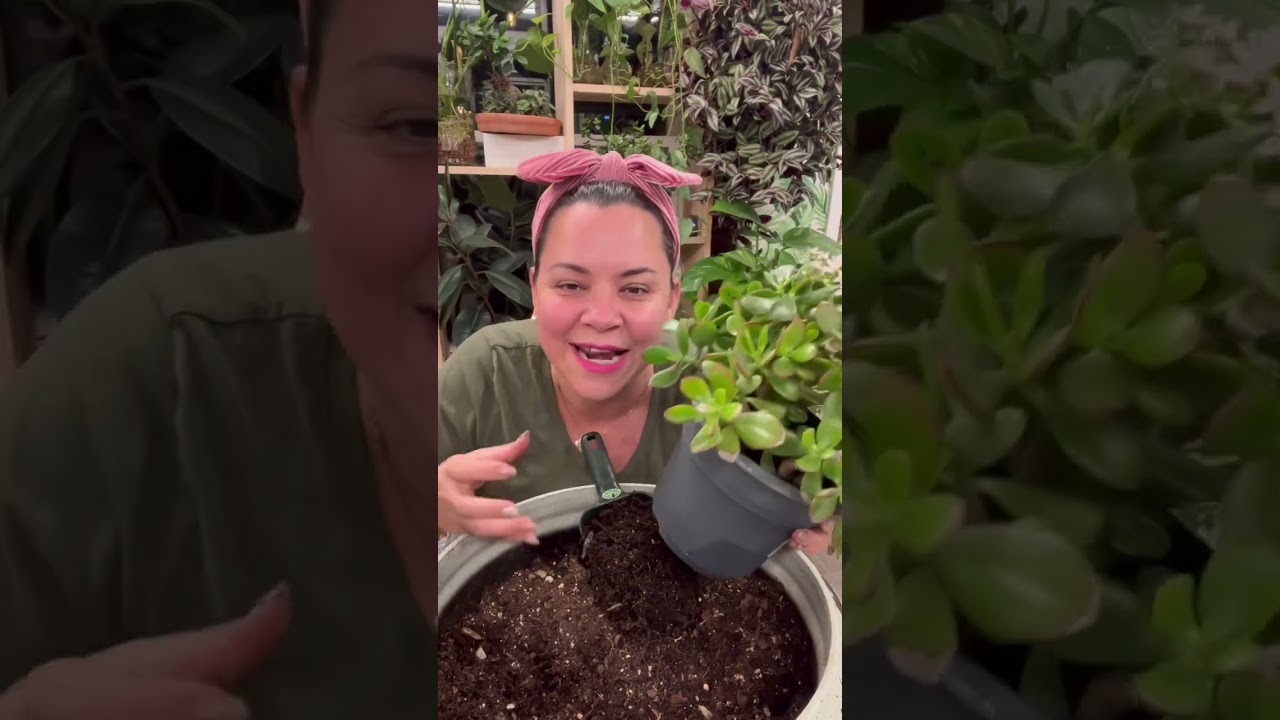 Jade florece siempre #siembracondayami #comocuidardeplantas #plantasdeinterior #plantasdesol