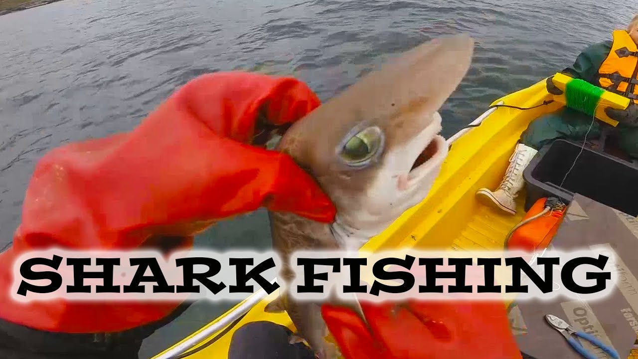 Fishing sharks - Sniksn&oslash;re H&aring;gjel