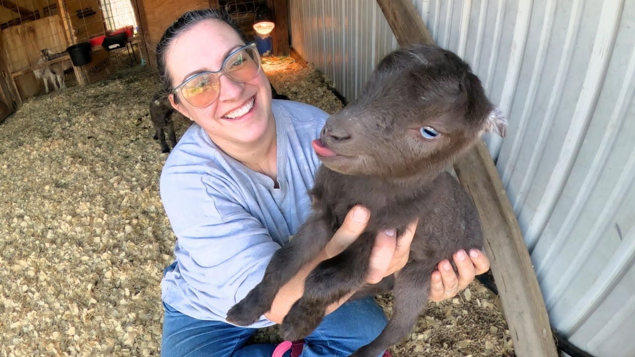 2 for 1 Kid Day! BEAUTIFUL Coats/Colors (& a Keeper!!) |  Goat Birth VLOG Tori & Tizzy